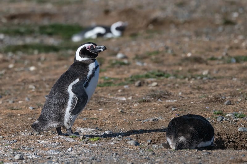 Penguin