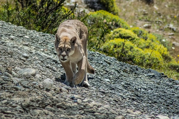 Puma